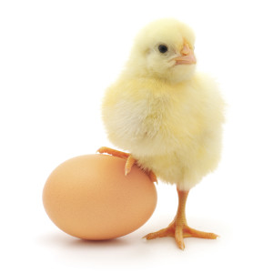 chiken or egg
